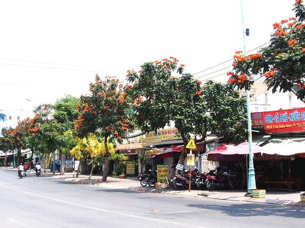 Đường hoa Sài Gòn chùm hoa phượng đỏ trên cành