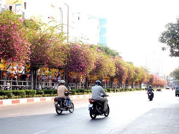 Đường hoa Sài Gòn giàn hoa giấy khoe sắc Hoàng Diệu