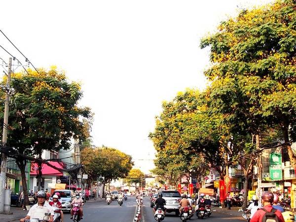 Đường hoa Sài Gòn điệp vàng nở rộ Nguyễn Thị Minh Khai