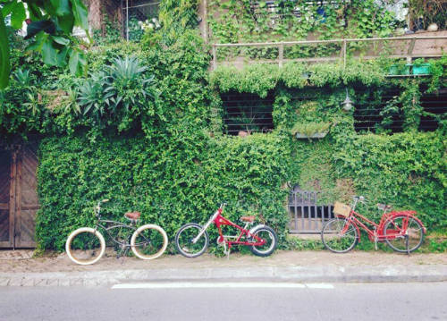 Những ngôi nhà xanh mướt trên phố Yên Hoa, Từ Hoa