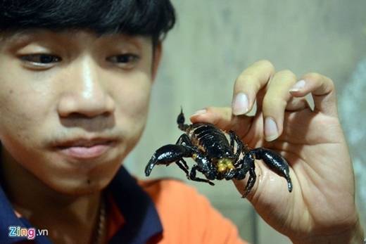 Bò cạp chiên giòn là đặc sản khó ăn nhưng lại thơm béo với người dám thử. Ảnh: Lê Quân.