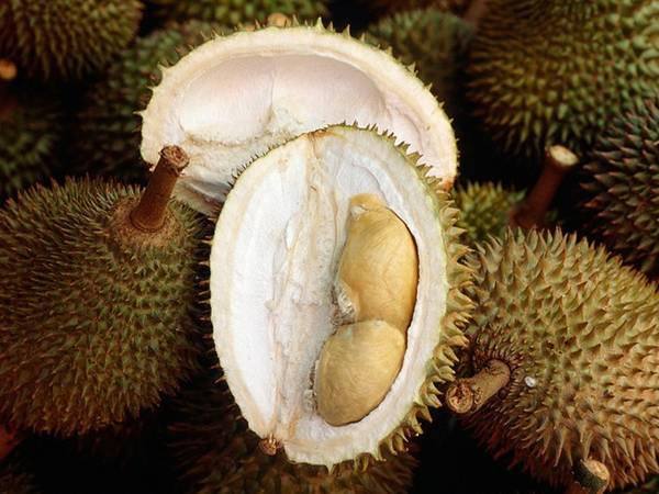 Đặc sản nặng mùi Sầu riêng Đông Nam Á bị cấm trên phương tiện công cộng