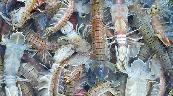 Bề bề đặc sản Cô Tô