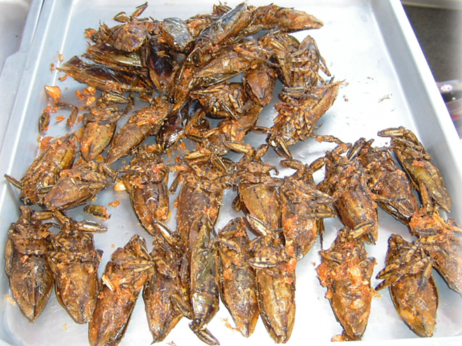 Bọ nước khổng lồ - Đặc sản côn trùng châu Á