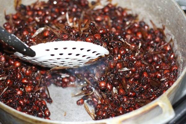 Kiến khổng lồ - Đặc sản côn trùng Colombia