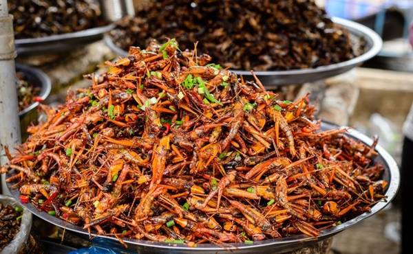 Châu chấu - Đặc sản côn trùng rán nướng