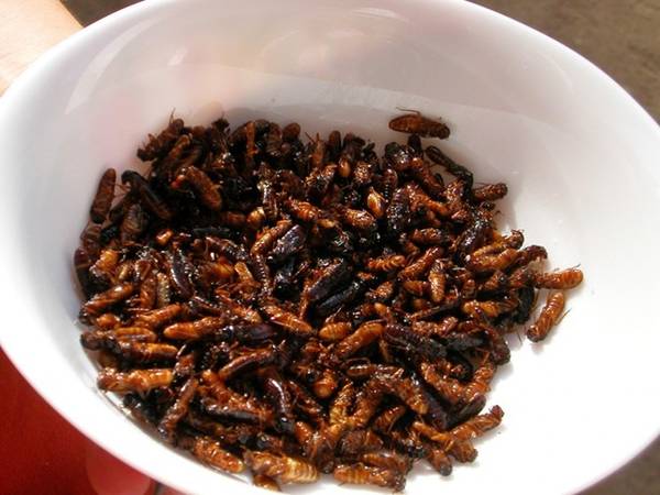 Mối - Đặc sản côn trùng châu Phi Indonesia