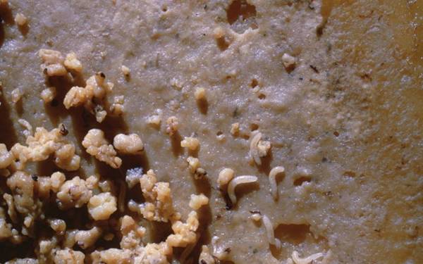 Ấu trùng ruồi - Đặc sản côn trùng phô mai Casu Marzu