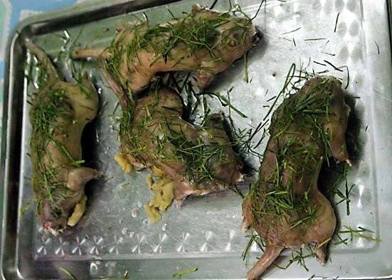 Chuẩn bị ép lá chanh thịt chuột đồng