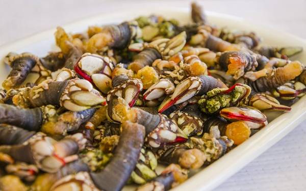 Percebe, Galicia, Tây Ban Nha: Loại hải sản độc đáo này sinh sống ở các khu vực hiểm trở và xa xôi của bờ biển Galicia. Những người khai thác phải mạo hiểm để gỡ chúng ra khỏi đá. Với vị ngọt như tôm hùm, Percebe có giá không hề rẻ.