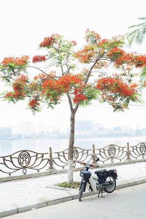 Phượng đỏ trên đường ven hồ Tây Hà Nội