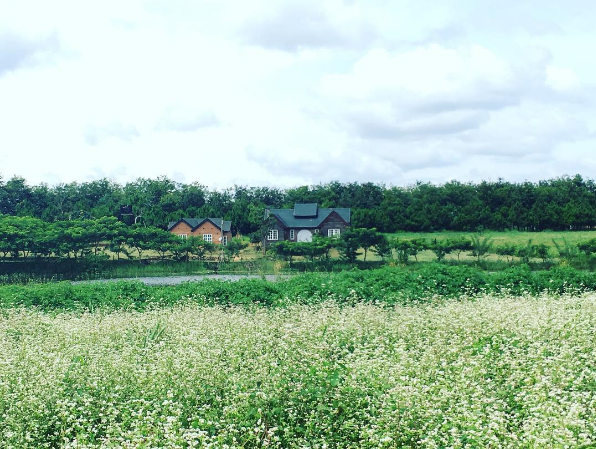 Đàn bò sữa tại Dalat Milk Farm