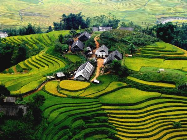 Du lịch Sapa - Mùa hè là thời điểm lý tưởng để nhìn ngắm ruộng bậc thang, ngập trong sắc vàng của lúa