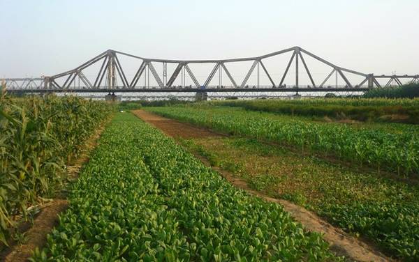 Khu vực bãi giữa sông Hồng nhìn từ trên cao xuống chân cầu Long Biên