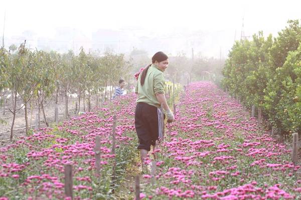 Vẻ đẹp bình dị tại Làng hoa Quảng Bá ven sông Hồng