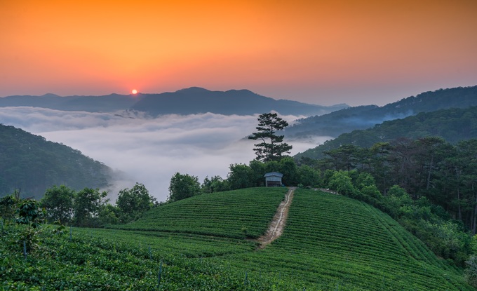 Đồi chè Cầu Đất, nằm ở xã Xuân Trường, cách trung tâm thành phố Đà Lạt khoảng 20 km về hướng đông nam. Những đồi chè xanh ngát cùng không gian thoáng mát là nơi thích hợp để săn ảnh. Sáng sớm, bạn có cảm giác phiêu du trên những tầng mây trong ánh bình minh rực đỏ; bên dưới là hàng chè xanh thấp thoáng trong làn sương mờ ảo.