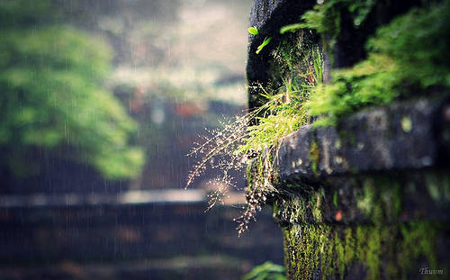 Mưa rơi lặng lẽ trên đường phố xứ Huế