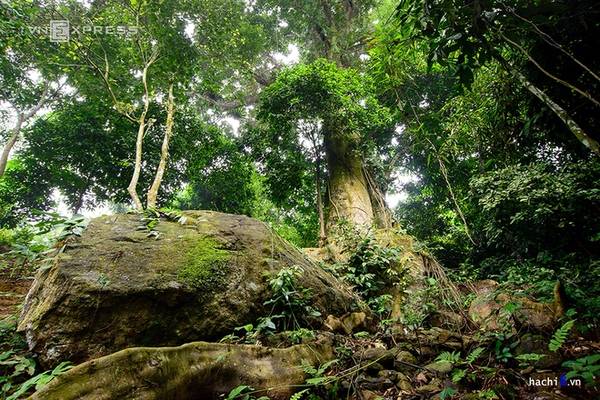 Khám phá cây sồi cổ thụ ở thượng nguồn suối