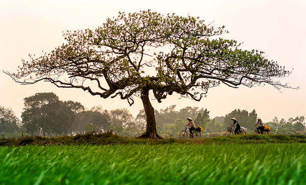 Những góc nhỏ tuyệt đẹp của Hà Nội