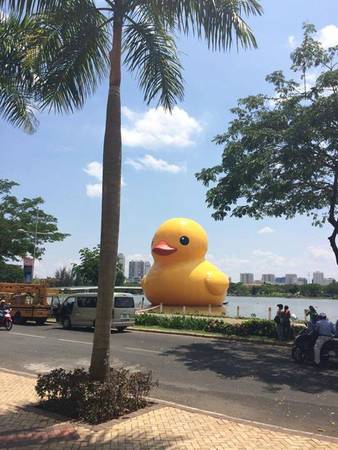Hình ảnh chú vịt vàng khổng lồ tại Việt Nam (Ảnh FB William Lee Ferruccio)