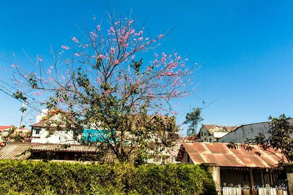 Mai Anh Đào nở khắp Đà Lạt