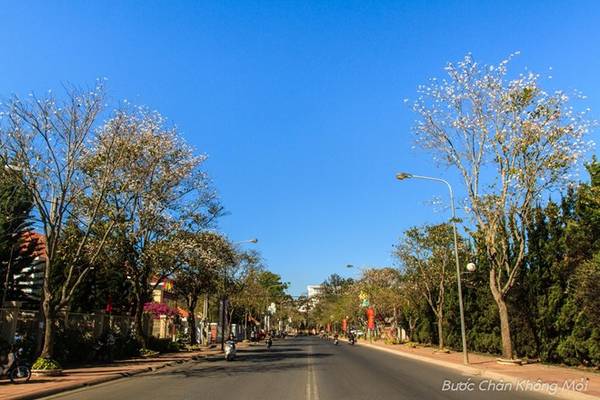 Hoa ban trắng nở ở Đà Lạt