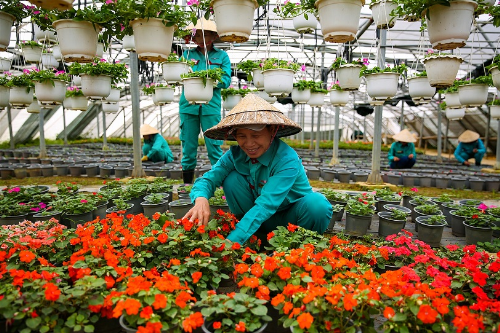 Hàng trăm loài hoa lạ Bà Nà được ươm trồng