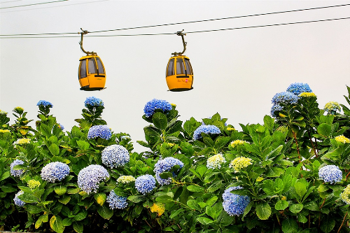 Hoa lạ Bà Nà cẩm tú cầu đa sắc bên cáp treo
