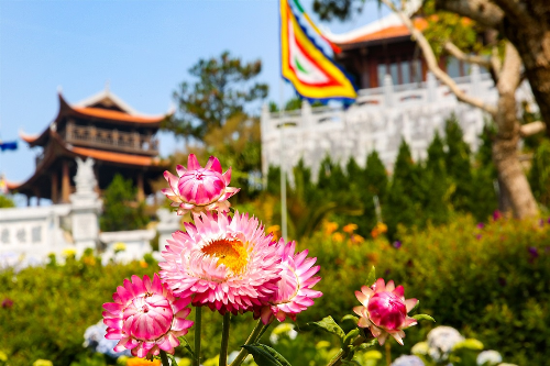 Hoa bất tử là hoa lạ Bà Nà với nhiều màu vàng tím hồng