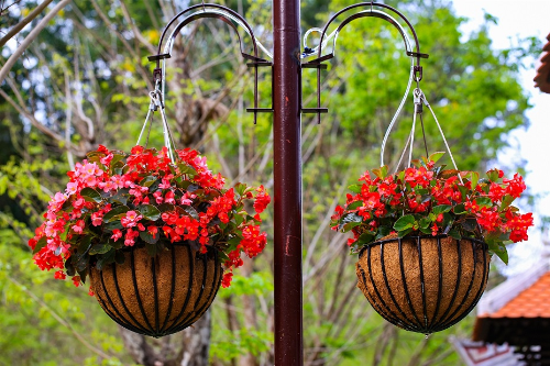 Hoa thu hải đường làm mềm mại các công trình trên Bà Nà