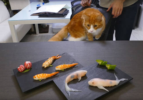 Sushi cá koi sống động khiến mèo cũng phải lầm tưởng