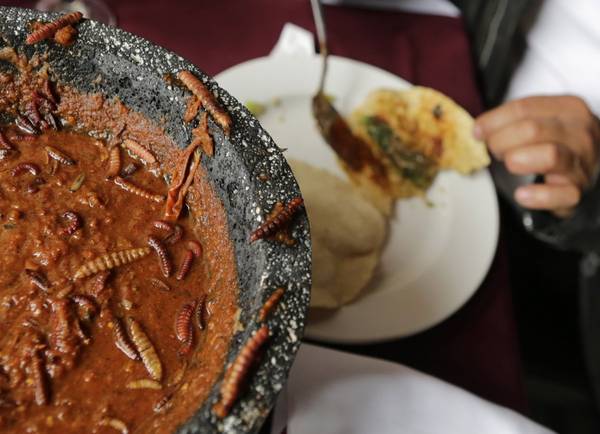 Món ăn đáng sợ từ côn trùng trong tacos Mexico