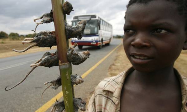 Món ăn đáng sợ chuột luộc Malawi