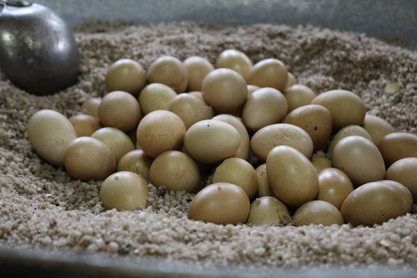 Trứng gà ủ muối món ăn vặt Tam Á