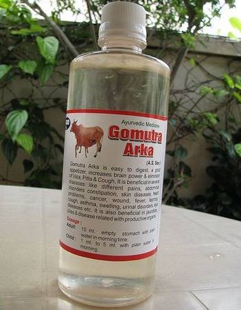 Gomutra - Đặc sản Ấn Độ được coi là linh thiêng