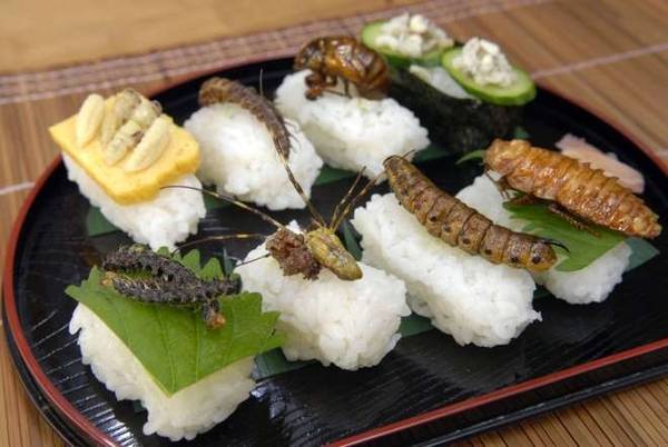 Sushi côn trùng là một trong những đặc sản Nhật Bản được chế biến từ gián, sâu và ấu trùng