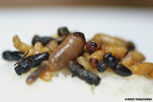 Hachinoko (ấu trùng ong)