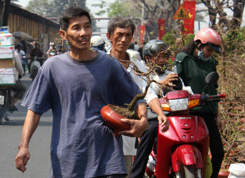 Những chậu mai chưa nở, hoặc nở ít được người Sài Gòn tìm mua chuẩn bị chưng ngày Tết. Ảnh: Duy Trần