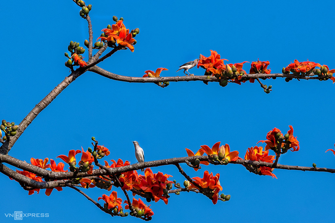 Hoa gạo rất quen thuộc với các làng quê ở đồng bằng Bắc Bộ, thường được trồng ở đầu làng hay giữa cánh đồng. Trong mùa hoa, cây rụng hết lá, chỉ có những bông hoa đỏ rực trên cành, nổi bật trên nền trời.  Hoa gạo nở có 5 cánh, mùa hoa kéo dài gần một tháng và rụng dần trước khi cây ra lá non. Còn có tên gọi khác là mộc miên hay pơ lang, nhiều địa phương khác cũng nổi tiếng với mùa hoa gạo như Hà Giang (ven sông Nho Quế), Sơn La, Huế, Quảng Ngãi. Ảnh: Kelvin Long.