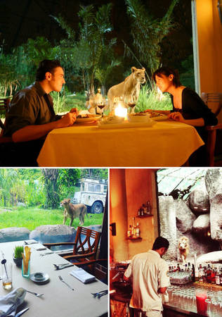 Nhà hàng Tsavo ở Bali - dùng bữa ngắm sư tử
