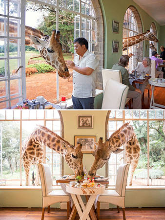 Nhà hàng hươu cao cổ ở Manor, Langata, Kenya - ăn sáng cùng hươu cao cổ
