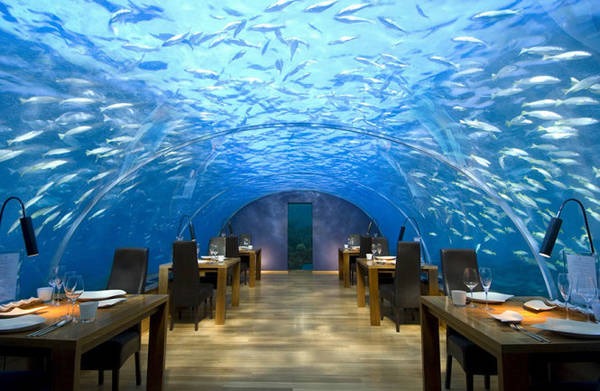 Nhà hàng dưới đáy biển Ithaa ở Maldives - khám phá sinh vật biển