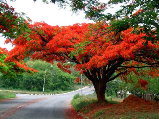 Đồi hoa phượng nở rực rỡ tại Dốc Lết Nha Trang Đồi hoa phượng nở rực rỡ tại Dốc Lết Nha Trang