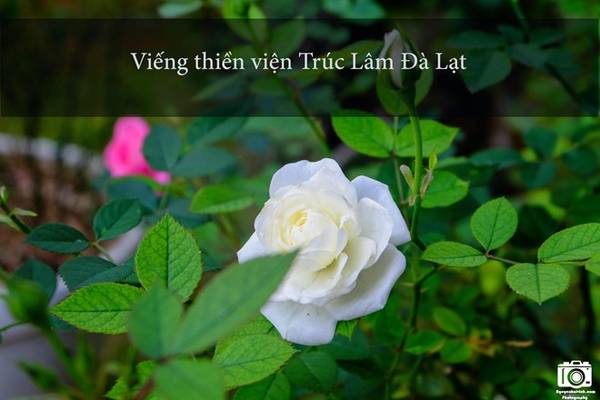Thiền viện Trúc Lâm Đà Lạt