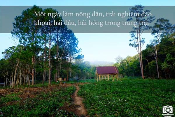 Khu vực chúng tôi cắm trại là một nông trại của người dân. Họ trồng cả khoai lang, dâu, hồng để du khách có thể trải nghiệm cảm giác một ngày làm nông dân.