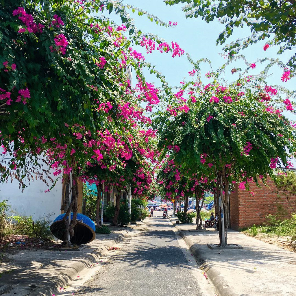 Nha Trang có một con đường nhỏ, nép mình giữa một góc lặng lẽ và trải đầy hoa giấy đỏ rực giữa ngày hè - đường Bạch Thái Bưởi. Hoa giấy bắt đầu bung nở vào tháng 3 và bừng sắc khi hoà lẫn vào cái nắng vàng ươm trong tháng 8. Cũng vì vậy mà mỗi đầu hè, những người con Nha Trang thường có chung một câu hỏi “Hoa giấy đường Thái Bưởi đã nở chưa?”. Ảnh: lille_ng.