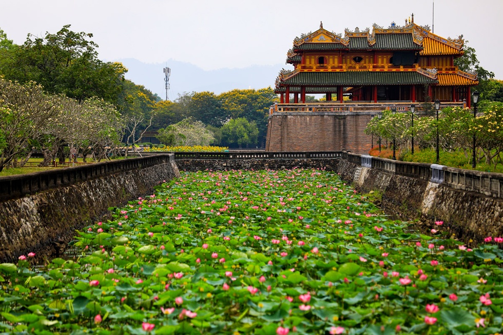 Sen xứ Huế tạo thành nhiều món đặc sản, món quà độc đáo. Ảnh: Báo Thanh niên.