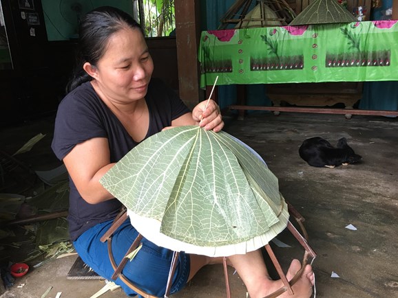Lá sen đã được xử lý trước khi chằm nón. Ảnh: Báo Quân đội nhân dân.