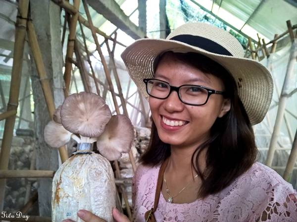 Thu hoạch nấm thành phẩm tại Nông Trang Xanh Củ Chi