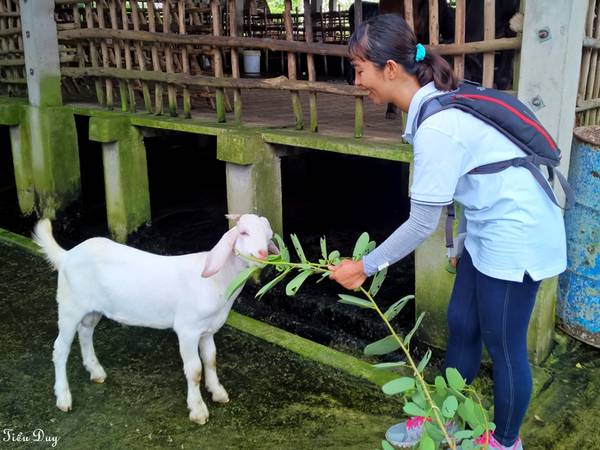 Cho một em dê trắng ăn. Ảnh: Tiểu Duy